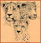 Three cats - lion, leopard and cheetah